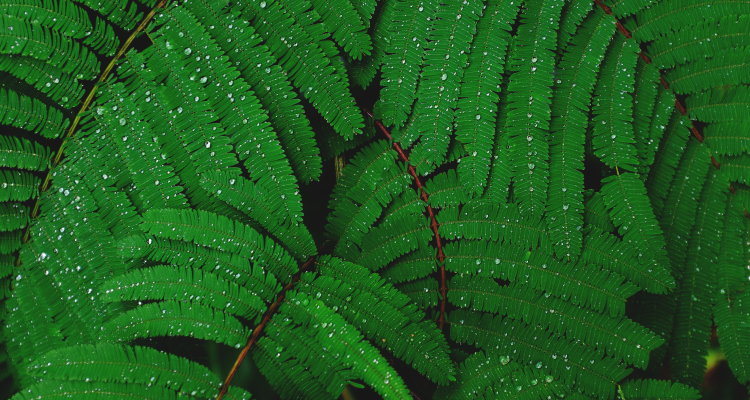 lush green plants with water drops