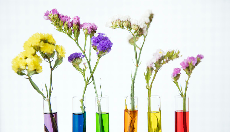 Flowers in vases with colored water